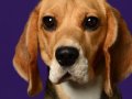 Beagles006