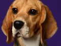 Beagles007