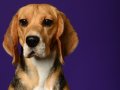 Beagles008