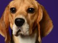 Beagles009