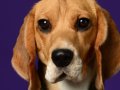 Beagles010