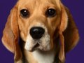 Beagles011