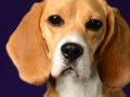 Beagles012