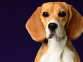 Beagles013