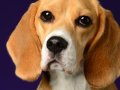 Beagles015