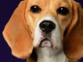Beagles016