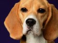 Beagles017