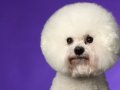 Bichon001