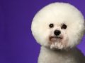 Bichon002
