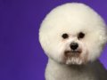 Bichon003