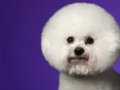 Bichon004