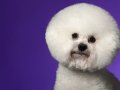 Bichon005
