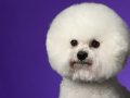 Bichon006