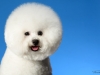 Bichon001