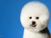 Bichon002