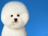 Bichon003