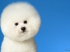 Bichon004