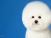 Bichon005