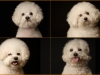 Bichon001