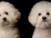 Bichon002