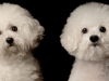 Bichon002r