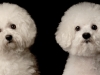 Bichon002r2