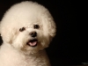 Bichon003