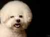 Bichon004
