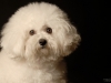 Bichon005