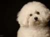 Bichon006