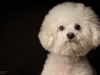 Bichon007