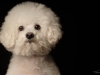 Bichon008