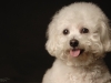 Bichon009