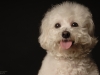 Bichon010