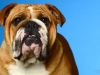 Bulldog001