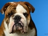 Bulldog012