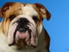 Bulldog014