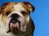 Bulldog015