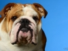 Bulldog016