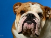 Bulldog018