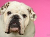 Bulldog020