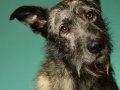 Stella-and-Bodhi002