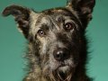 Stella-and-Bodhi003