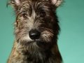 Stella-and-Bodhi005