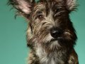 Stella-and-Bodhi009