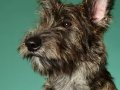 Stella-and-Bodhi010