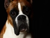 Bocephus006