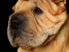 Bogey005