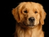 Boomer 003