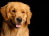 Boomer 004